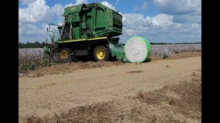 Cotton harvest delivering good yields [upl. by Ahsennod]