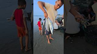 mackerel fish beach seine nets [upl. by Ahsed]