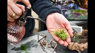 Air Plant Care 101 Complete Guide to Caring For Tillandsia [upl. by Unity]