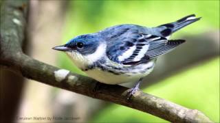 Cerulean Warbler Song [upl. by Atirb892]