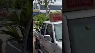 Llegaron las plantas de cocos verdes para sembrar en la montaña [upl. by Ahtibat]