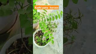 Kadhi patta harvestshiningprayagivlog8889 subscribe shi ing vlogs [upl. by Stinky]