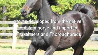 The Horsemart breed guide to Hanoverian [upl. by Tiebold]