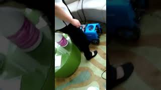 Professional sofa cleaning machine [upl. by Madlin652]