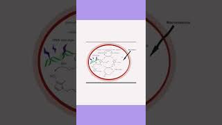 Metronidazole benzoate oral suspension 🩺 medicine pharmacy syrup [upl. by Ellynn]