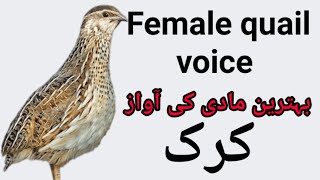 New female quail voice 2020 [upl. by Seravaj]