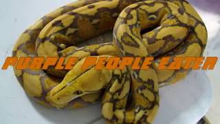 AZ Reticulated Python Morphs [upl. by Guenevere]