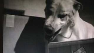 White German Shepherd Dog in Attack of the Puppet People 1958 [upl. by Walcott]