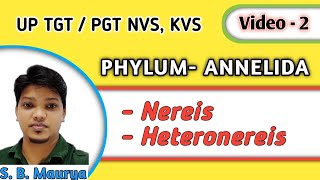 Nereis Heteronereis UP TGT Biology PGT Zoology Phylum Annelida video 2 [upl. by Aurilia]