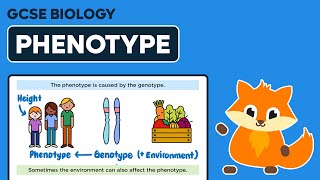 Phenotype  GCSE Biology [upl. by Ernestine]