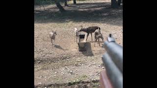 Manejo de venados cola blanca texano con rifle de aire de anestesia mediante dardos tranquilizantes [upl. by Farmer]