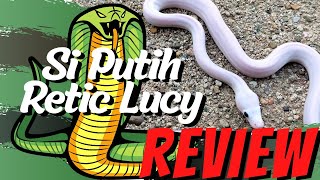 Ular Retic Lucy WHITE SNAKE 🐍🐍🐍 [upl. by Shute129]