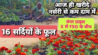 5 रुपए से 50 सस्ते दामों पर खरीद ले नर्सरी से यह सर्दियों के फूल Cheapest Winter Flower Plant Name [upl. by Lewej]