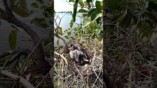 Blackwinged kite Birds nest in 3 nests birds babybird 2 [upl. by Htenay]