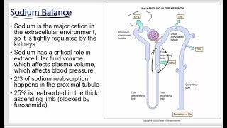 Renal Physiology  Reabsorption Secretion and Excretion [upl. by Nalced]