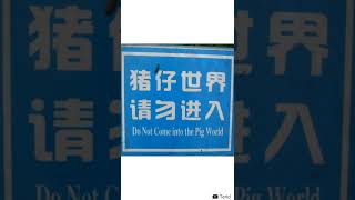 Signs That Got Lost in Translation V6  Engrish  MEMES  shorts 182 [upl. by Nosittam703]