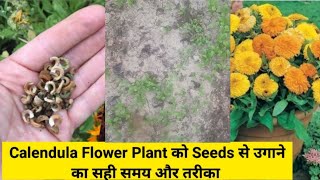 How to grow Calendula from Seeds with update  कैलेंडुला को बीज से उगाने का आसान तरीका [upl. by Ahsitan]