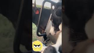 A charming husky becomes furious with a buffalo funnyanimals petlovers cuteanimal cutedog [upl. by Noslrac]