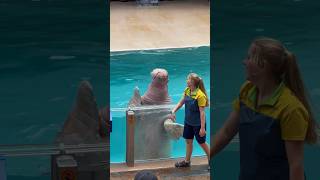 The pinniped’s grand finale showdown sealion otter pacificwalrus [upl. by Rochette]