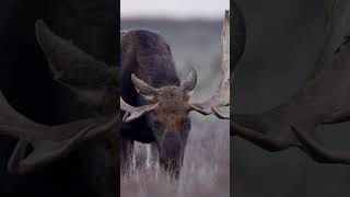 🦌Pelaje oscuro y con astas animales animals curiosidades animalesmaravillosos especies fauna [upl. by Queri829]