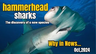 What are Hammerhead Sharks  6th Oct [upl. by Gere276]