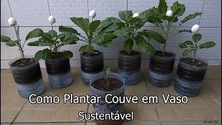 Como plantar Couve  Vaso Auto Irrigável com Garrafa Pet passo a passo [upl. by Adnik]