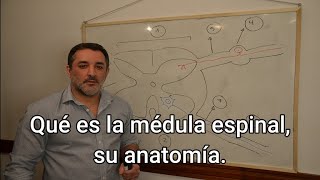 Qué es la médula espinal su anatomía [upl. by Bat]