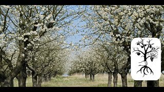 alte Obstbäume schneiden  lange ungeschnittene Bäume in Form bringen auf der Streuobstwiese [upl. by Audley]