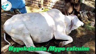 Hypokalemia Hypo calcuim in pregnant cowcattledisease animal cow calf [upl. by Atikaj399]