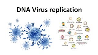 Replication of DNA viruses  How DNA viruses replicate  virology  USMLE [upl. by Lamaaj765]