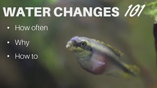 Water Changes How often Why and How to [upl. by Riedel]