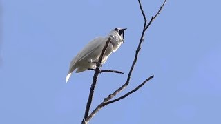 White bellbirds produce loudest bird call ever recorded [upl. by Hugibert]