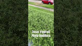 Texas native groundcover Frogfruit Phyla nodiflora Give it a try butterflygarden [upl. by Airasor]