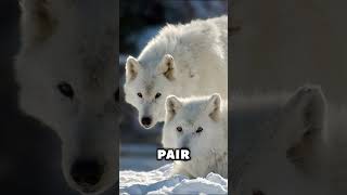 The Arctic Wolf  Adaptation Exemplified [upl. by Alaek]