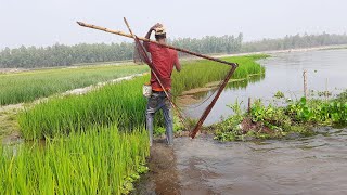 Amazing River Fishing Video  Amazing Net Fishing Video  Traditional Net Fishing Video [upl. by Nekcerb864]