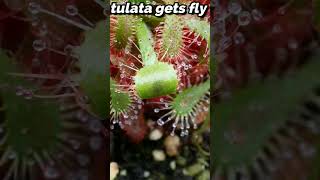 Sundew catches fly 🦟​ shorts sundew timelapse [upl. by Keefer]