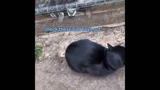 Raccoon tries to Negotiate with Cat animalvoiceover cat raccoon [upl. by Ylrak923]