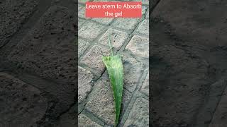 Rose Stem Propagation for fast growthshorts growingrosesRoses [upl. by Giorgia519]