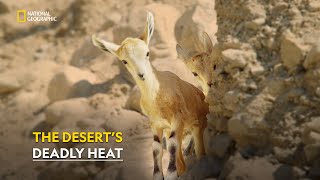 Survival Under the Desert Sun  Hostile Planet  हिंदी  Full Episode  S1  E4  Nat Geo [upl. by Noicpecnoc]