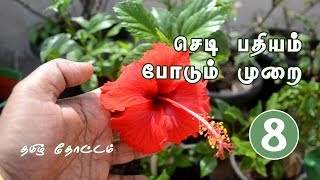 How to Grow Hibiscus from Cuttings in Tamil  Plant Propagation from Stem Cuttings [upl. by Macdermot120]