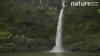 Waterfall at Nandroya Falls falling into lake Atherton Tablelands Queensland Australia [upl. by Varin]