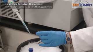 Tissue Homogenization Video  Biovision Inc [upl. by Anirbes]