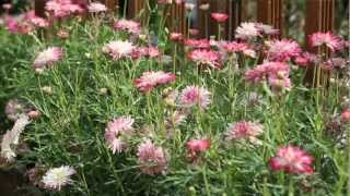 How to plant up Argyranthemum Daisy Crazy plants from Mr Fothergills [upl. by Octavia]