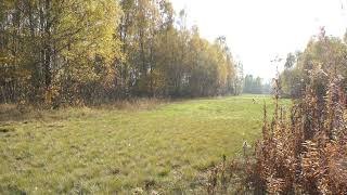 Late October countryside meadow sorrounded by birchs with yellowing leaves [upl. by Roberts951]