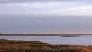 Zingster Bodden  Kraniche [upl. by Annaeirb]