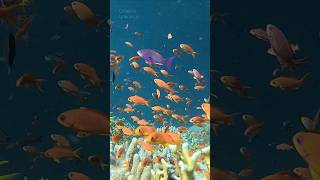 Anthias fish searching for food in Fiji [upl. by Rodmann]