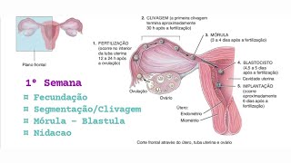 Fecundação e Primeira semana do desenvolvimento Embrionário [upl. by Travus654]