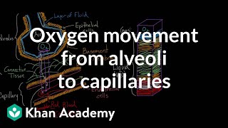 Oxygen movement from alveoli to capillaries  NCLEXRN  Khan Academy [upl. by Zitvaa874]