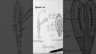 Sporophyte of Pogonatum diagrameasydrawing viral reels trending art shorts [upl. by Ennaimaj]