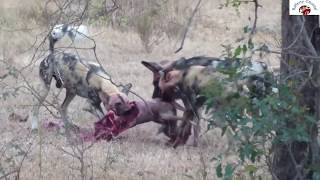 Wild Dog Eaten Impala Alive Attack a baby Elephant [upl. by Alpheus]